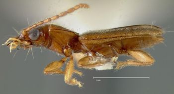 Media type: image;   Entomology 19507 Aspect: habitus lateral view